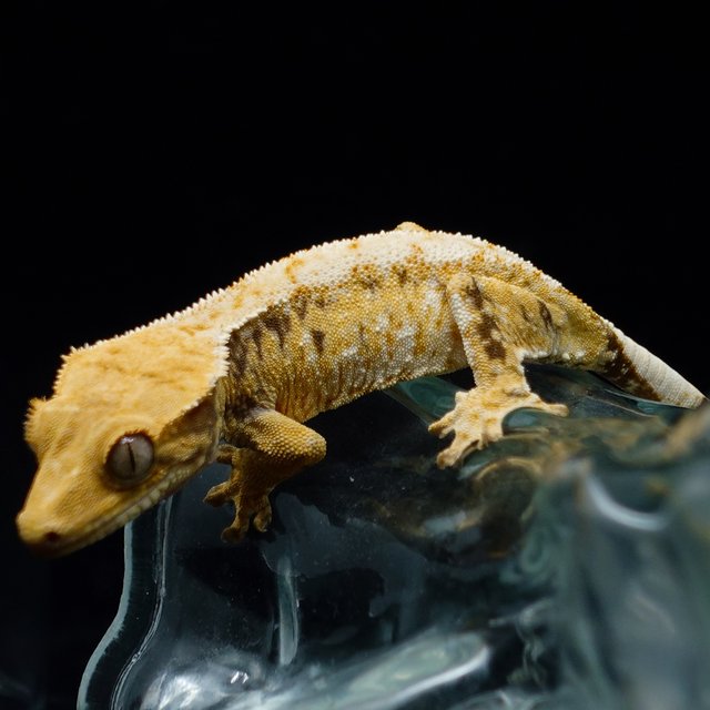 Tri Extreme Harlequin