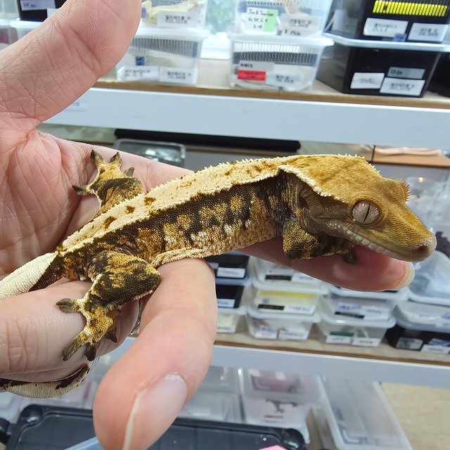 Tri Extreme Harlequin