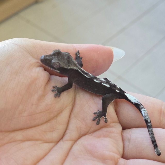 Axanthic