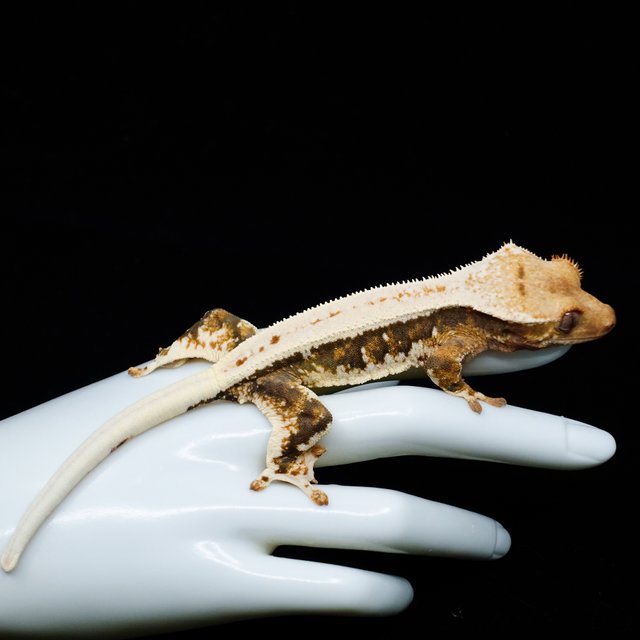 릴리100%헷아잔틱