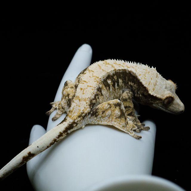 트라이 익스트림할리퀸