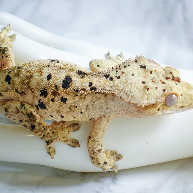 달마시안 슈퍼달마시안