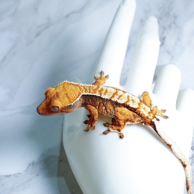 Tri Extreme Harlequin Tangerine