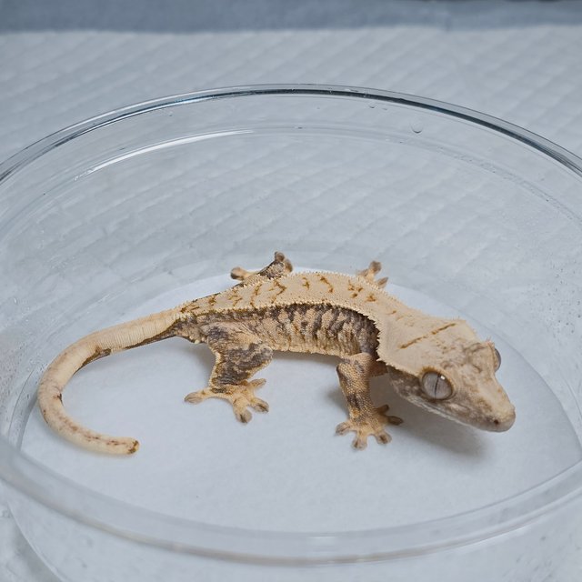 Tri Extreme Harlequin