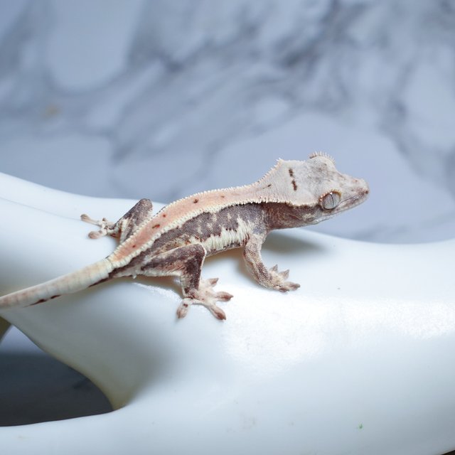 Lilly 100% Het Axanthic