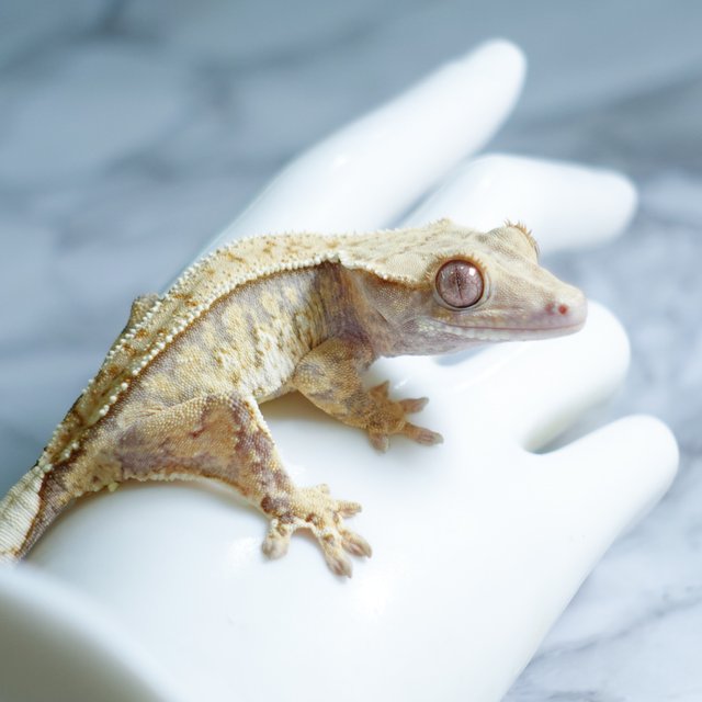 Tri Extreme Harlequin