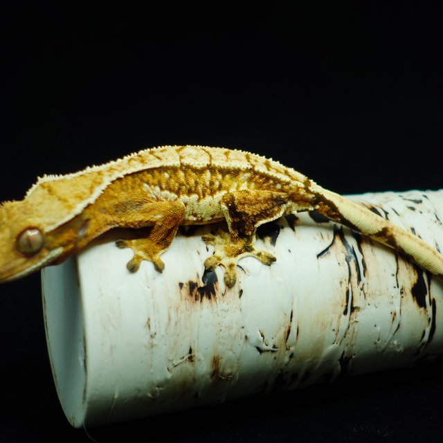 텐저린 트라이 익스트림할리퀸