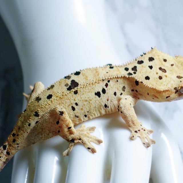 Dalmatian Super Dalmatian