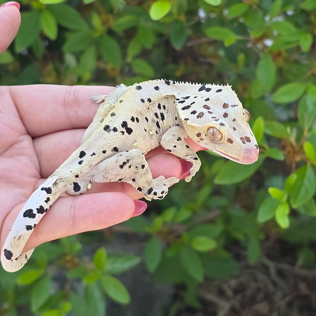 Dalmatian Super Dalmatian