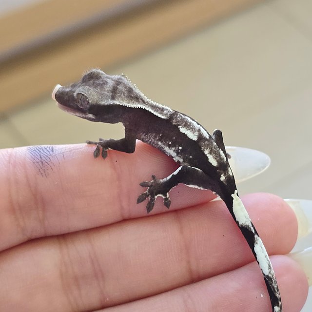 Axanthic