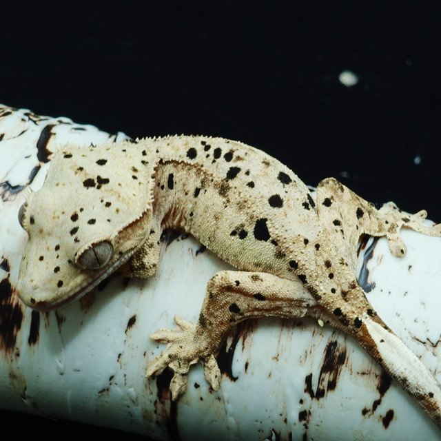 달마시안 슈퍼달마시안