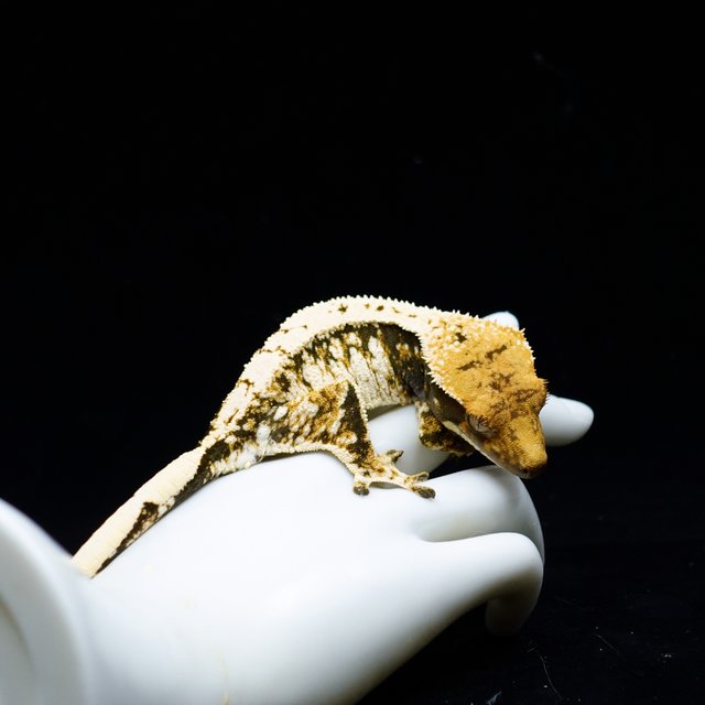 Extreme Harlequin Tri White Spot