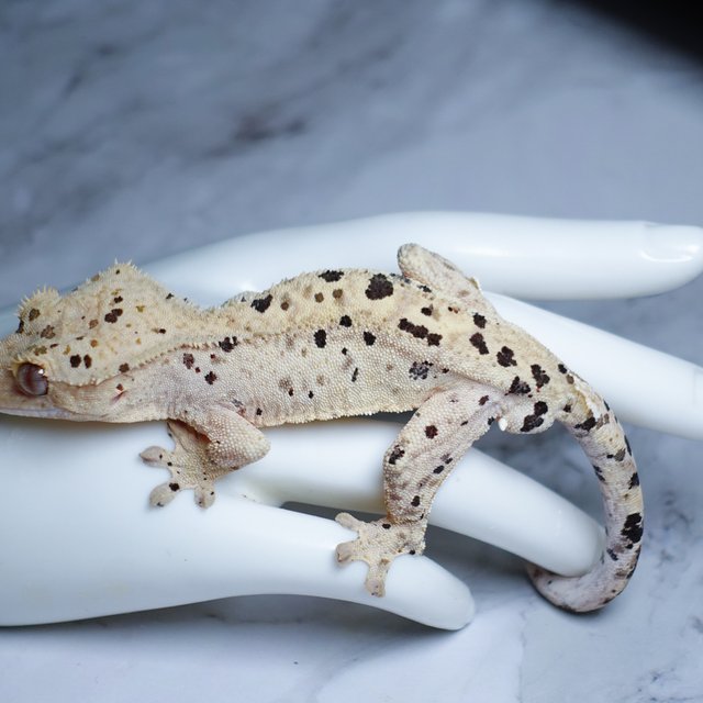 Dalmatian Super Dalmatian