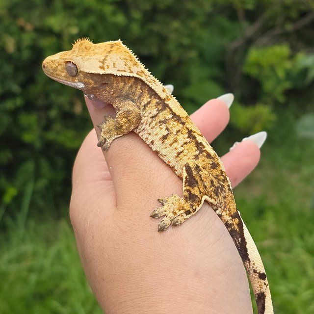 익스트림할리퀸 트라이