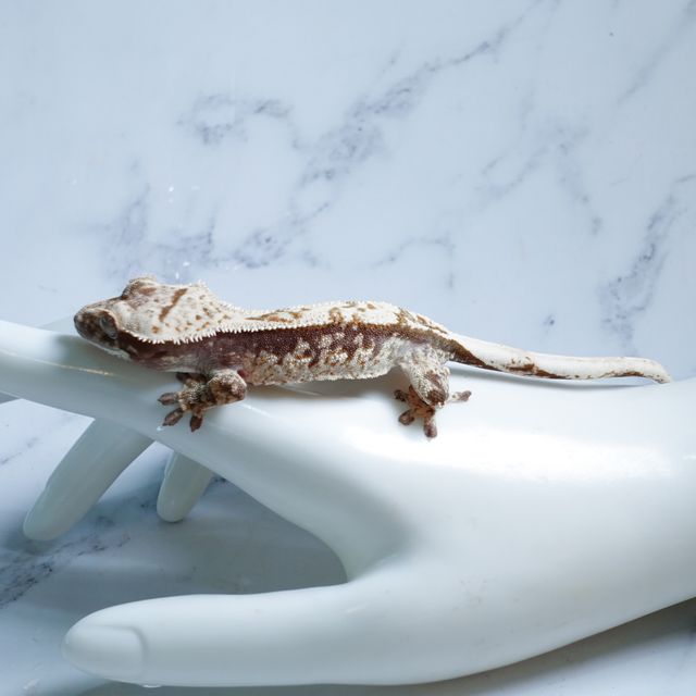 100% Het Axanthic