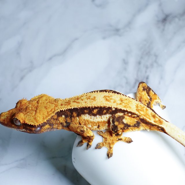 Tri Full Pinstripe Quad