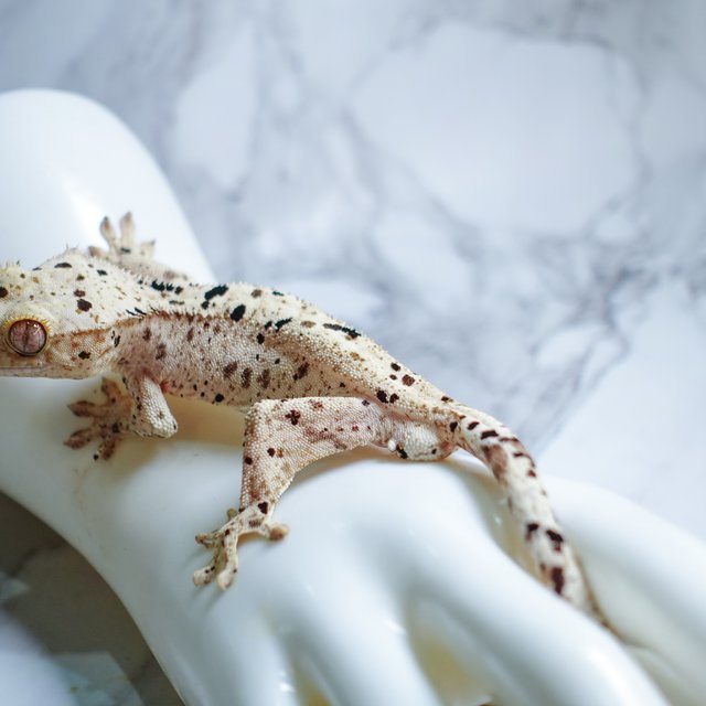 달마시안 슈퍼달마시안