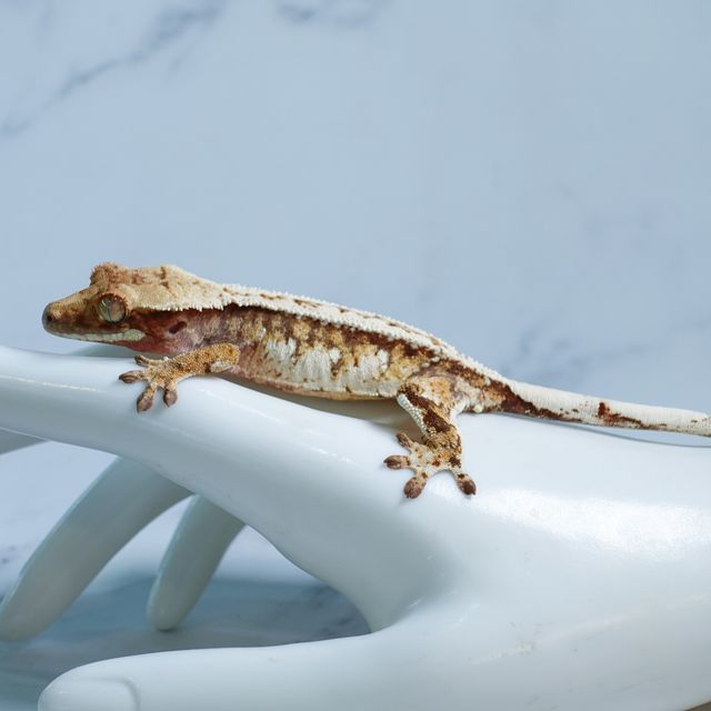 트라이