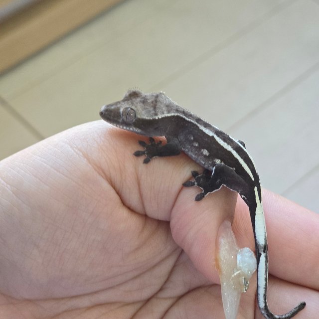 Axanthic