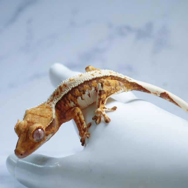 익스트림할리퀸 트라이 텐저린