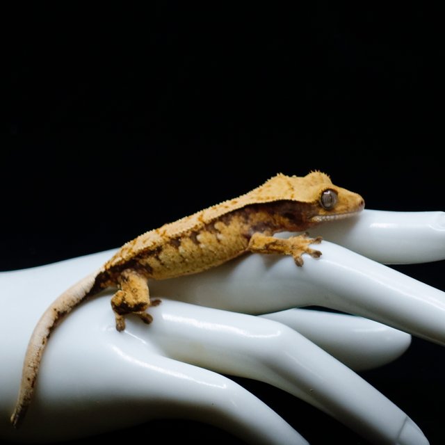 Extreme Harlequin Tangerine Tri