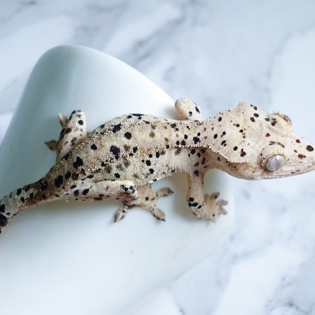 Dalmatian Super Dalmatian