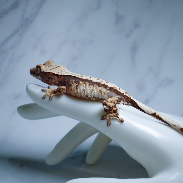 Extreme Harlequin Tri Tangerine