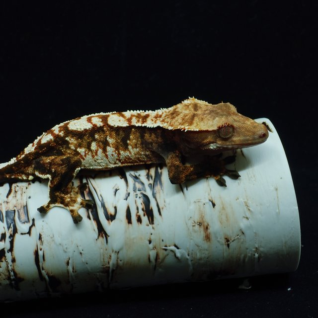 텐저린 트라이 익스트림할리퀸