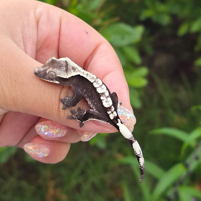 Axanthic