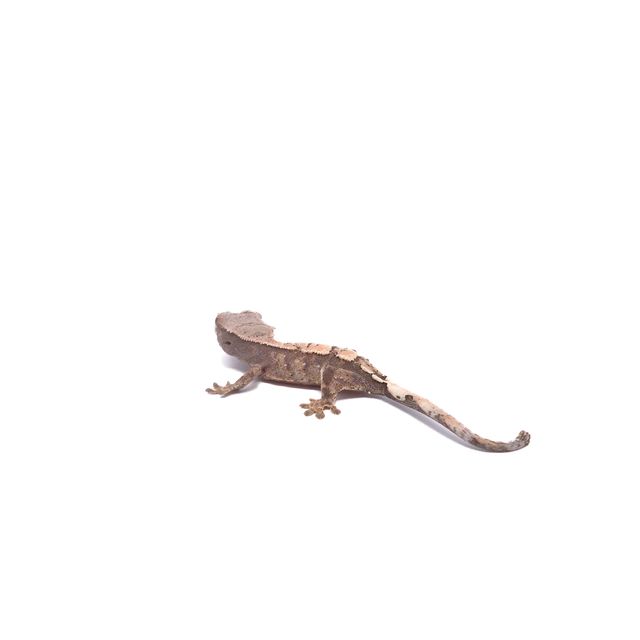 세이블