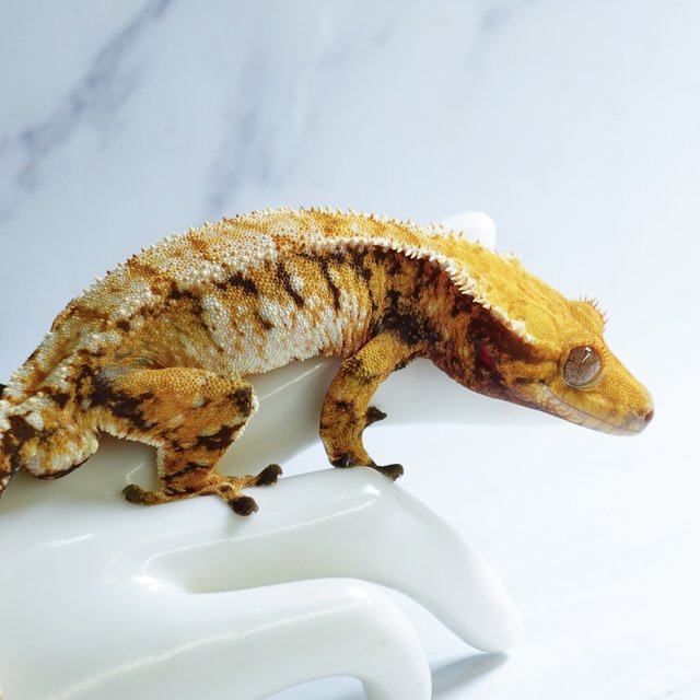 Tri Extreme Harlequin Drippy