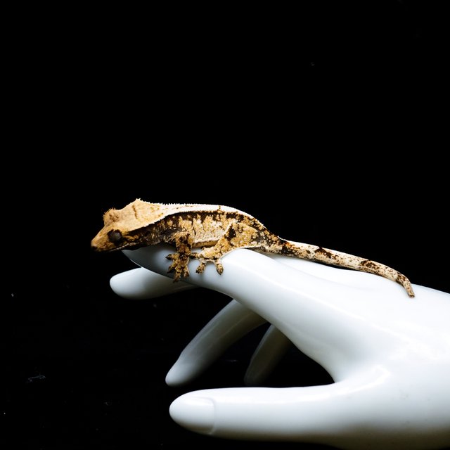 Tri Extreme Harlequin