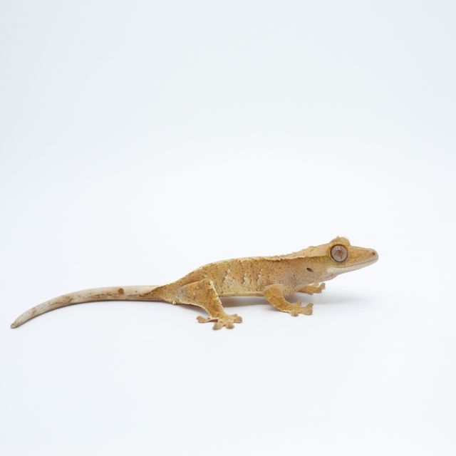 크림시클 크림 텐저린