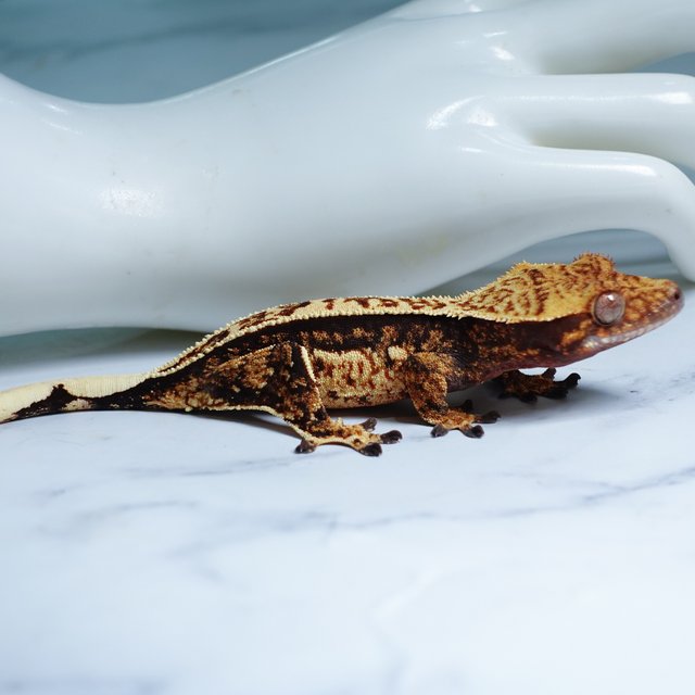 Quad Tri Full Pinstripe