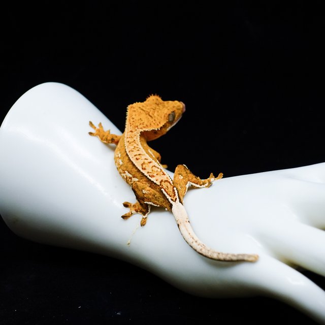 Yellow Creamsicle Cream