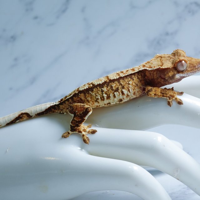 Tri Extreme Harlequin Tangerine