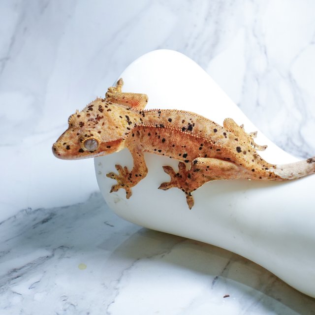 슈퍼달마시안 달마시안