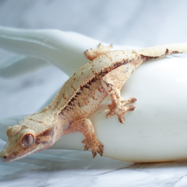 Extreme Harlequin Tri