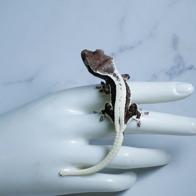 Lilly Axanthic