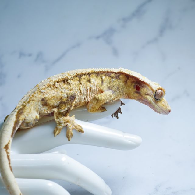 Tri Extreme Harlequin Drippy