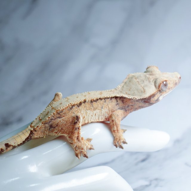 Extreme Harlequin Tri