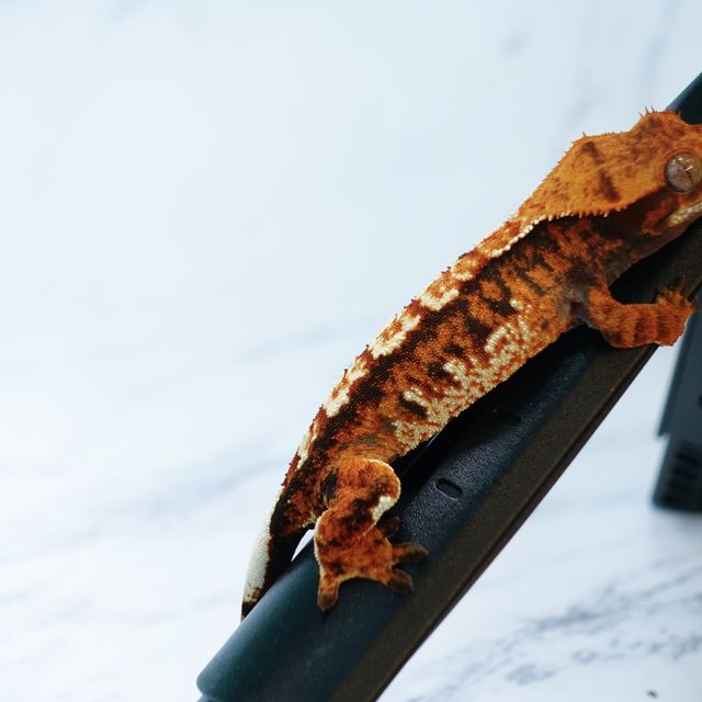 익스트림할리퀸 트라이 텐저린