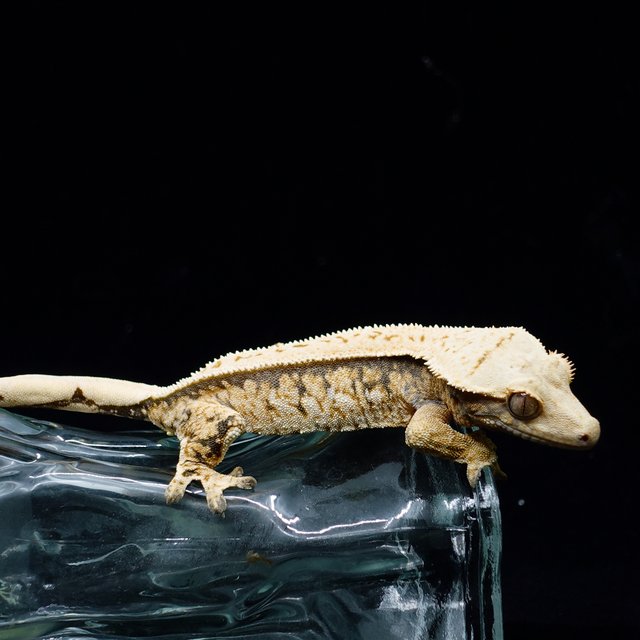Tri Extreme Harlequin