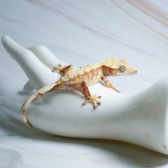 레드 트라이 익스트림할리퀸