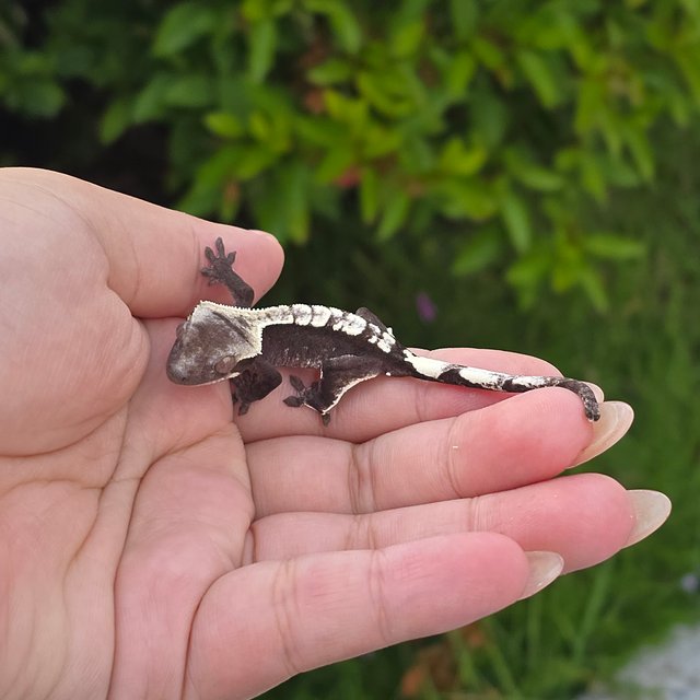 Axanthic