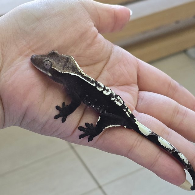 Axanthic