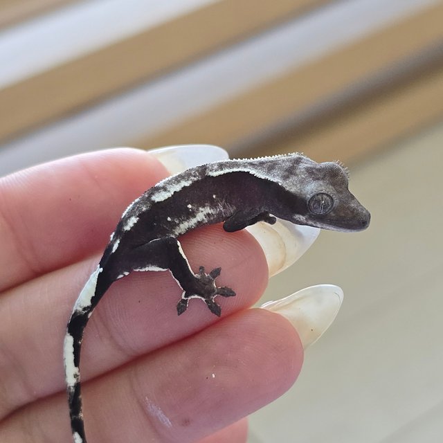 Axanthic