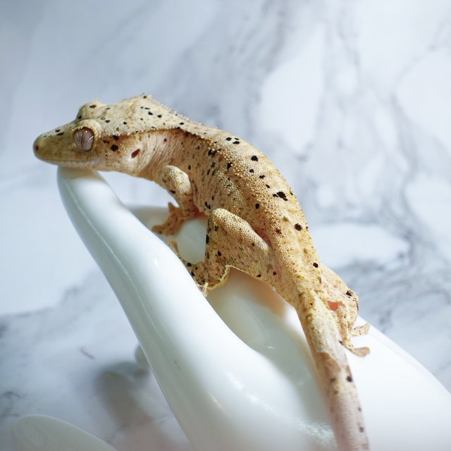 달마시안 슈퍼달마시안