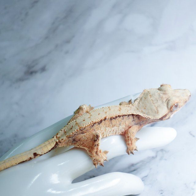 Extreme Harlequin Tri