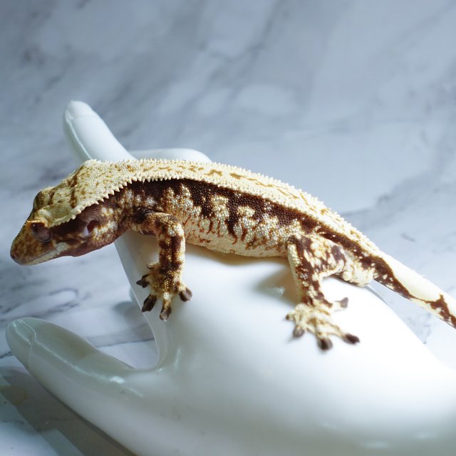 Full Pinstripe White Spot Extreme Harlequin Tri